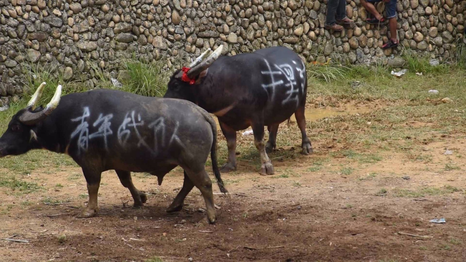 欧博中国官网-阿拉伯杯2021外围赛比分